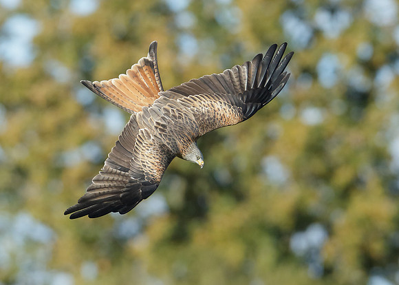 Red Kite Milvus milvus