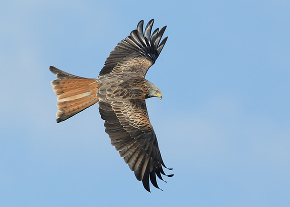 Red Kite Milvus milvus