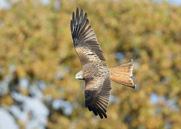 Red Kite Milvus milvus