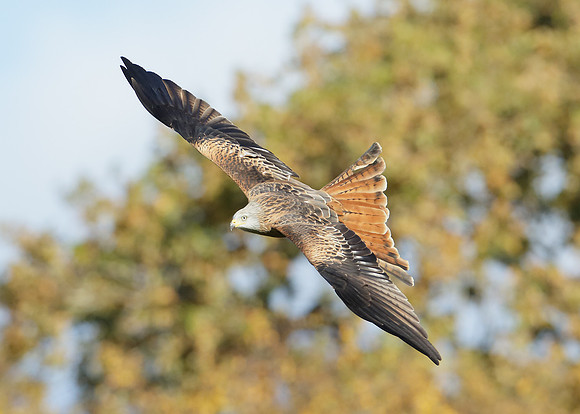 Red Kite Milvus milvus