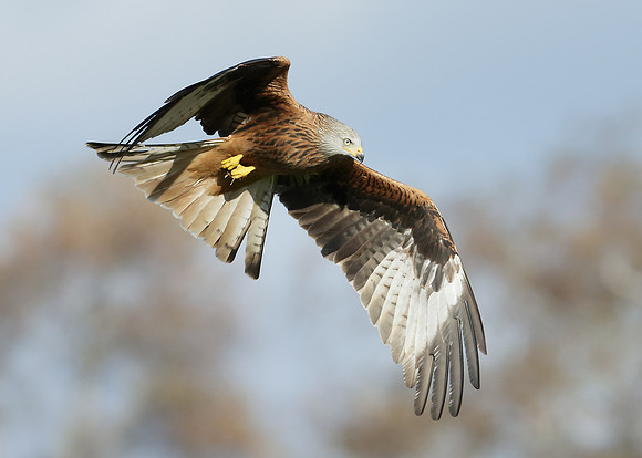 Red Kite Milvus milvus