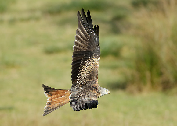 Red Kite Milvus milvus