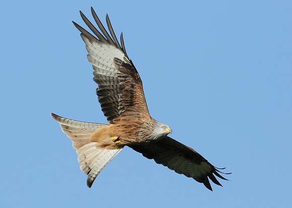 Red Kite Milvus milvus