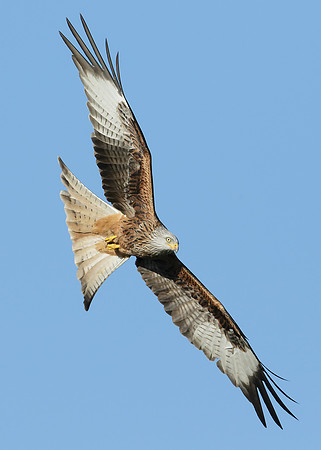 Red Kite Milvus milvus