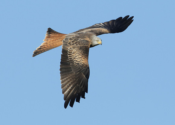 Red Kite Milvus milvus