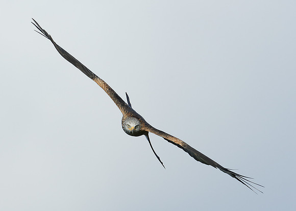 Red Kite Milvus milvus