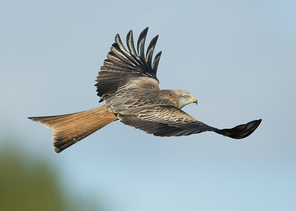Red Kite Milvus milvus
