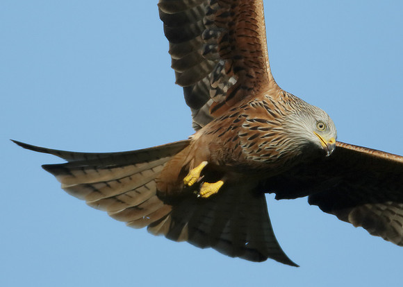 Red Kite Milvus milvus
