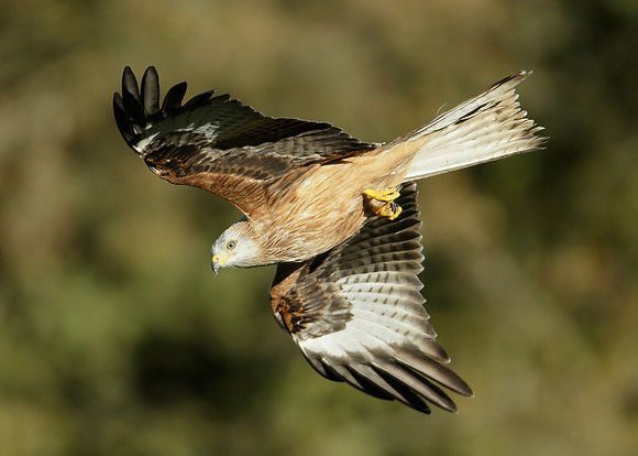 Red Kite Milvus milvus
