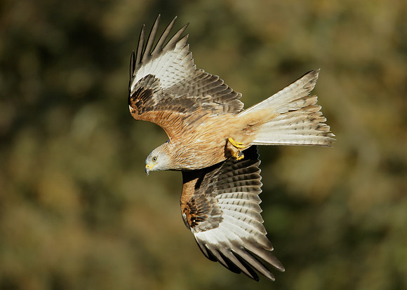 Red Kite Milvus milvus