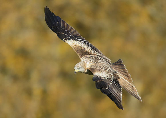 Red Kite Milvus milvus