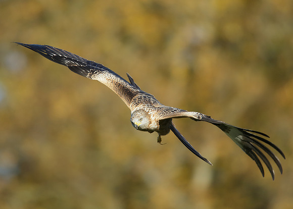 Red Kite Milvus milvus