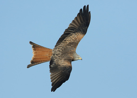 Red Kite Milvus milvus