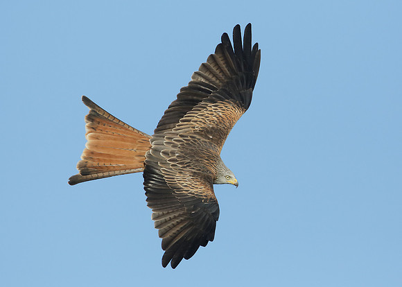 Red Kite Milvus milvus