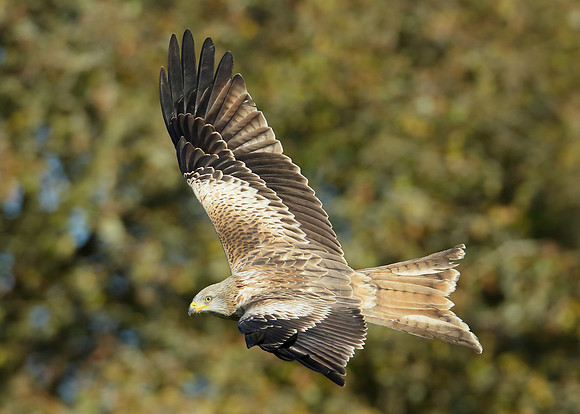 Red Kite Milvus milvus