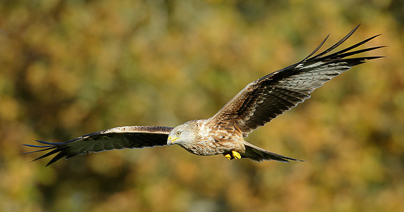Red Kite Milvus milvus