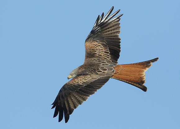 Red Kite Milvus milvus