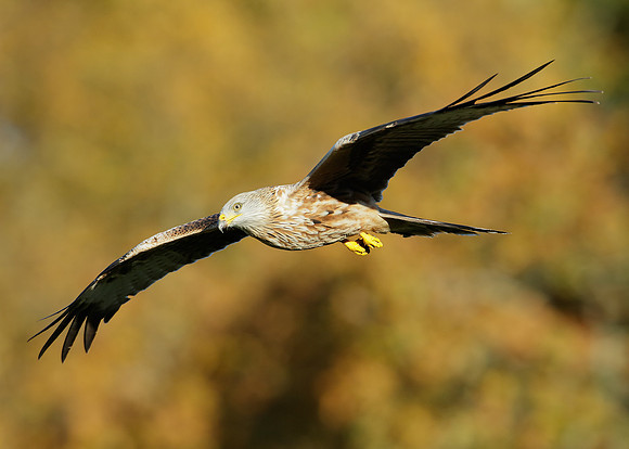 Red Kite Milvus milvus