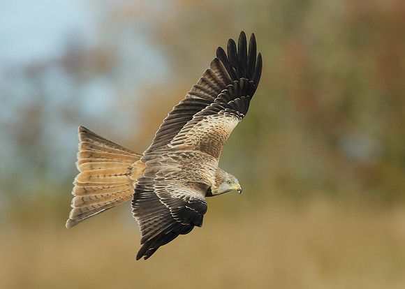 Red Kite Milvus milvus