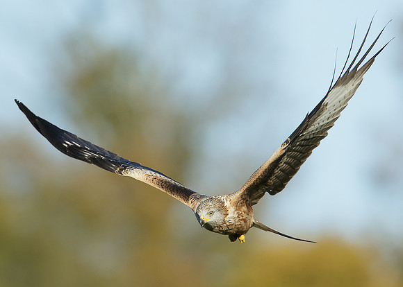 Red Kite Milvus milvus