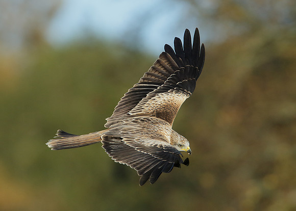 Red Kite Milvus milvus