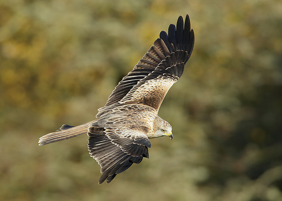 Red Kite Milvus milvus