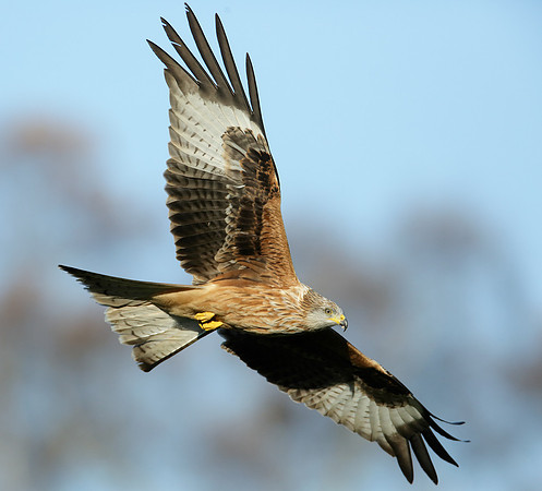Red Kite Milvus milvus