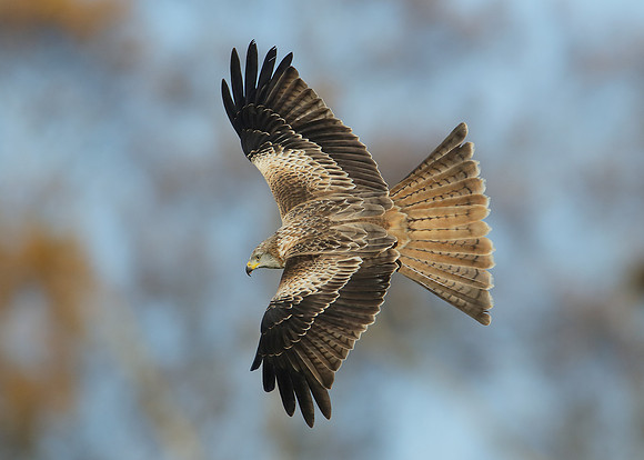 Red Kite Milvus milvus