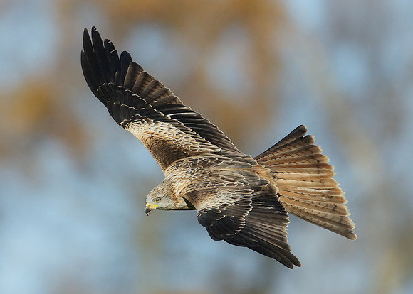 Red Kite Milvus milvus