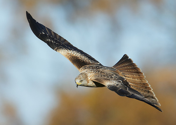 Red Kite Milvus milvus