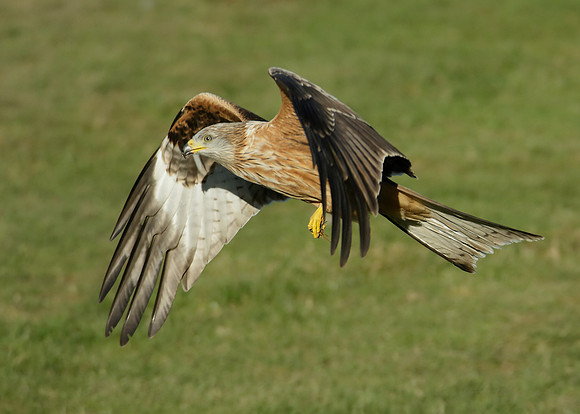 Red Kite Milvus milvus