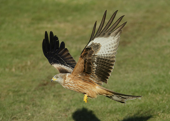Red Kite Milvus milvus