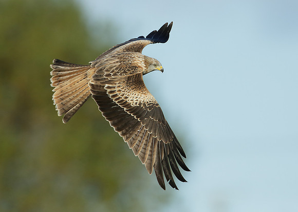 Red Kite Milvus milvus