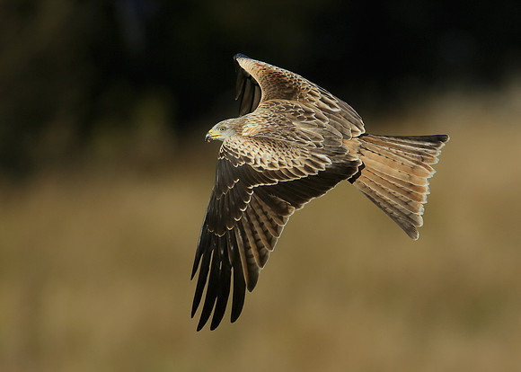 Red Kite Milvus milvus