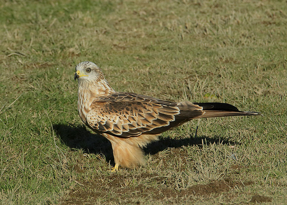 Red Kite Milvus milvus