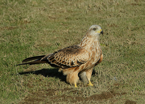 Red Kite Milvus milvus
