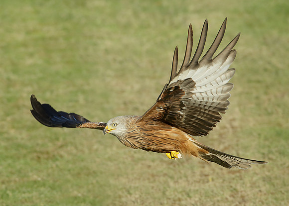 Red Kite Milvus milvus