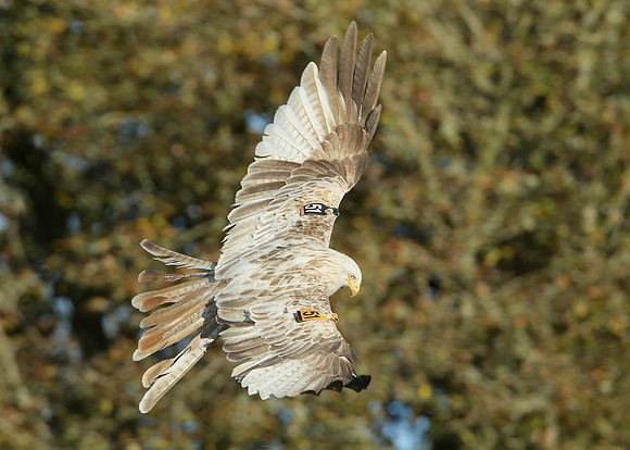Red Kite Milvus milvus