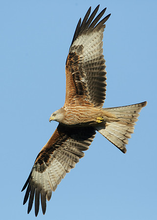 Red Kite Milvus milvus