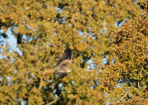 Red Kite Milvus milvus