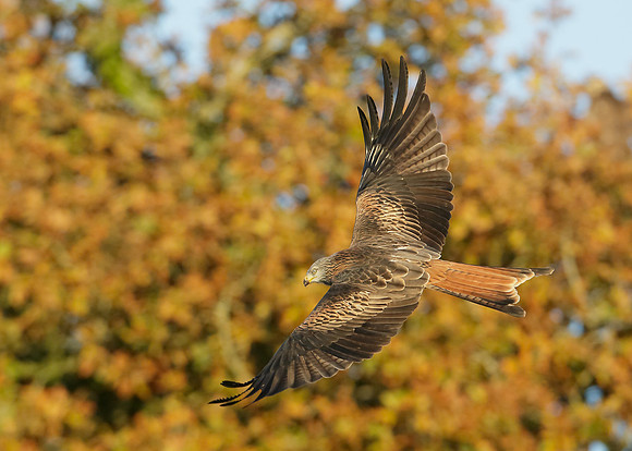 Red Kite Milvus milvus