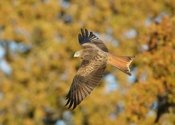 Red Kite Milvus milvus