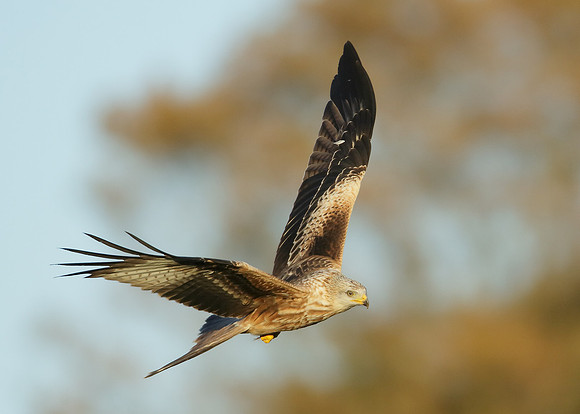 Red Kite Milvus milvus