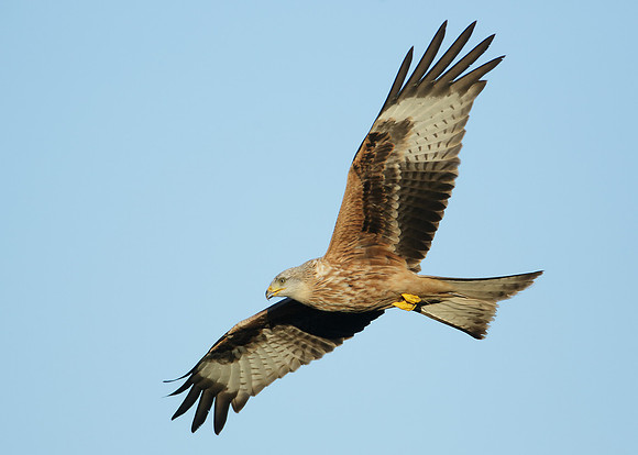 Red Kite Milvus milvus