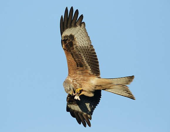 Red Kite Milvus milvus