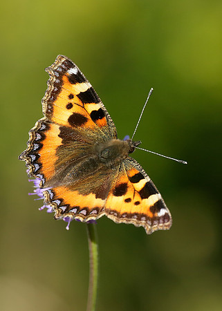 Small Tortoiseshell Aglais urticae