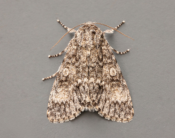73.046 BF2278 Poplar Grey Subacronicta megacephala