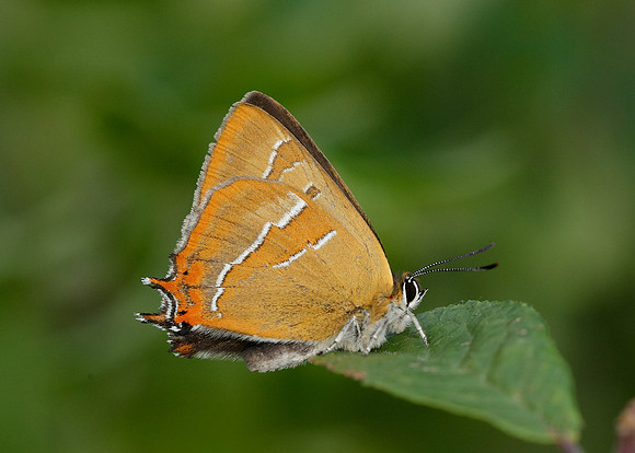 Brown Hairstreak Thecla betulae