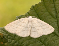 70.277 BF1955 Common White Wave Cabera pusaria
