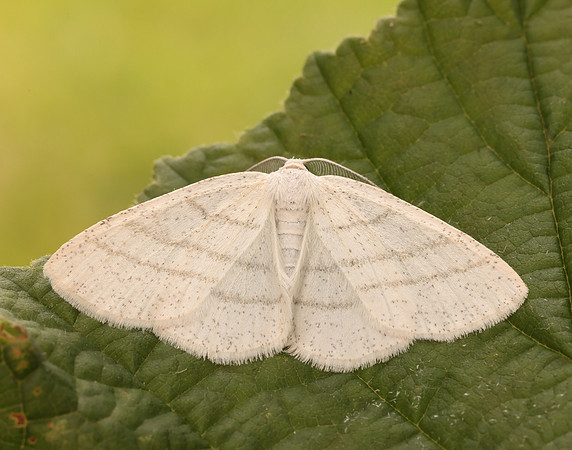 70.277 BF1955 Common White Wave Cabera pusaria